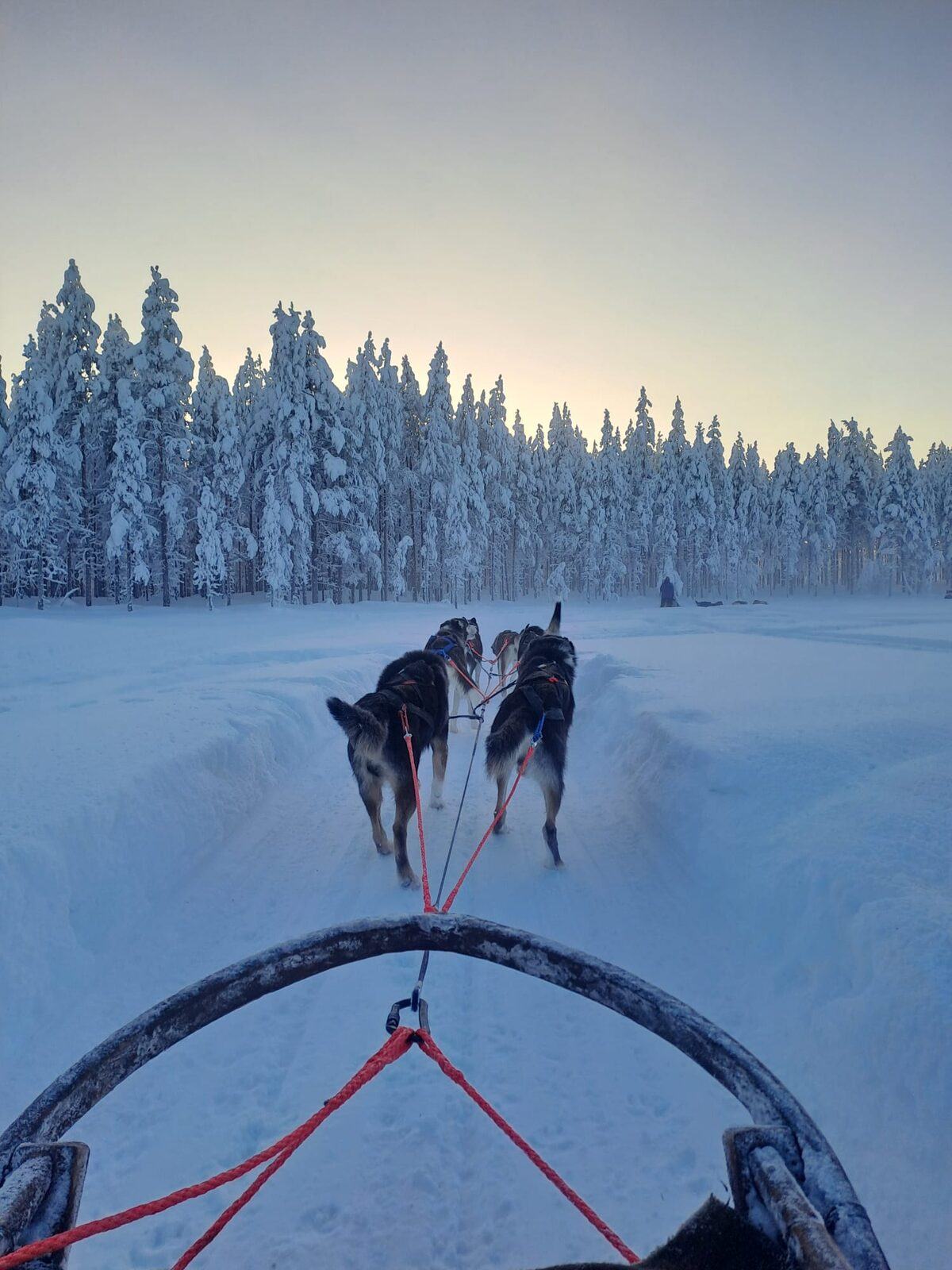 Blick vom Schlitten auf ein Husky-Gespann im verschneiten Wald