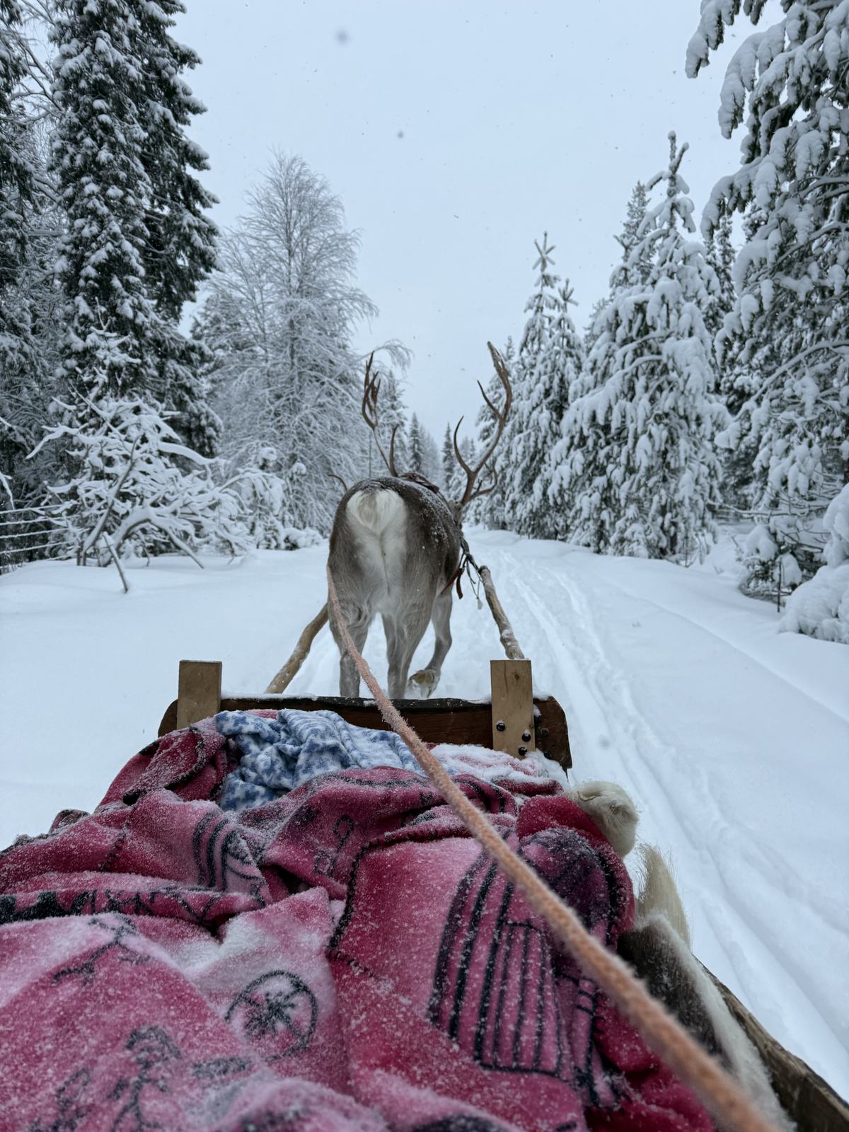Blick vom Schlitten auf das vorauslaufende Rentier im Schneetreiben